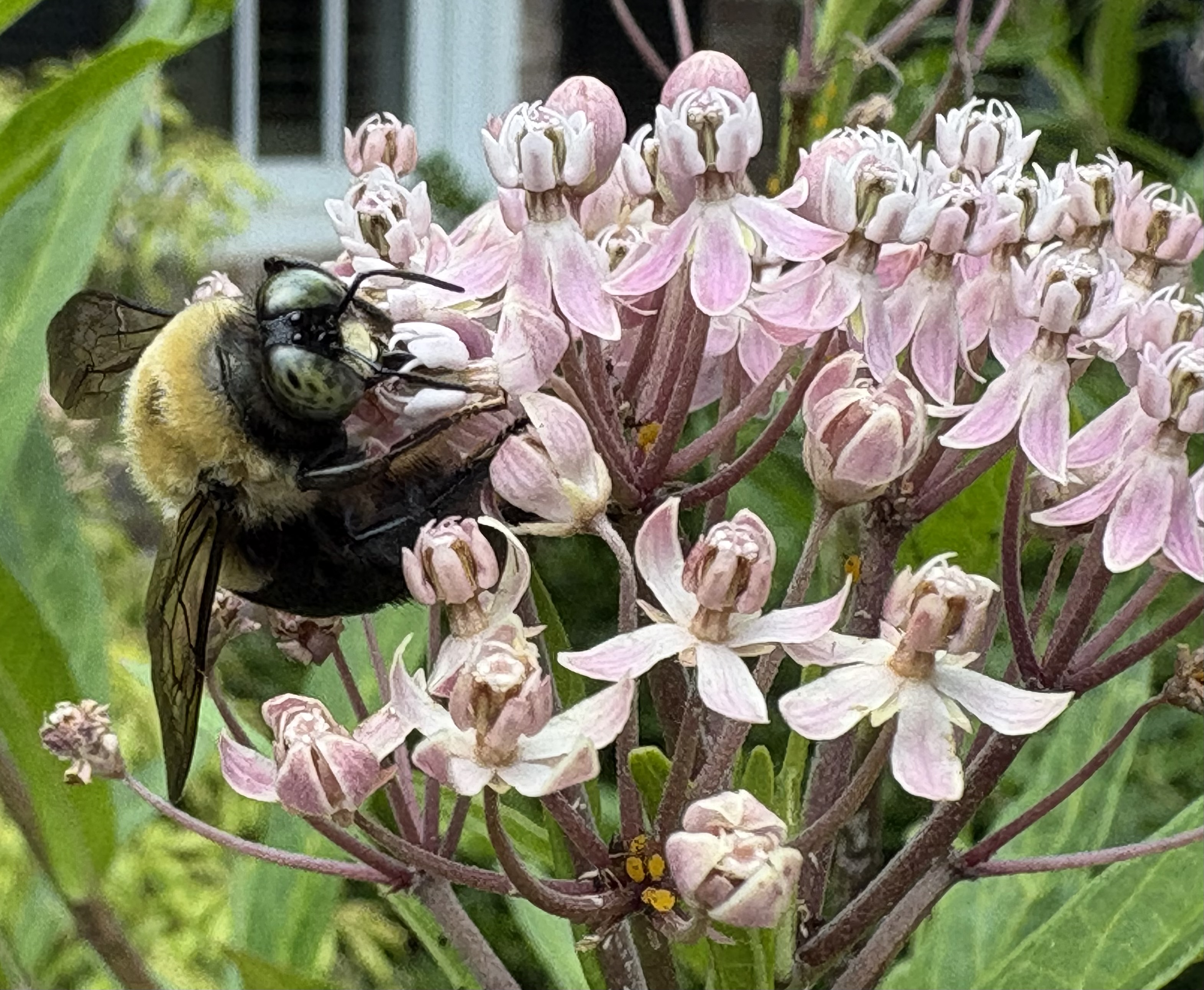 Bumblebee on swamp milkweed Asclepias incarnata